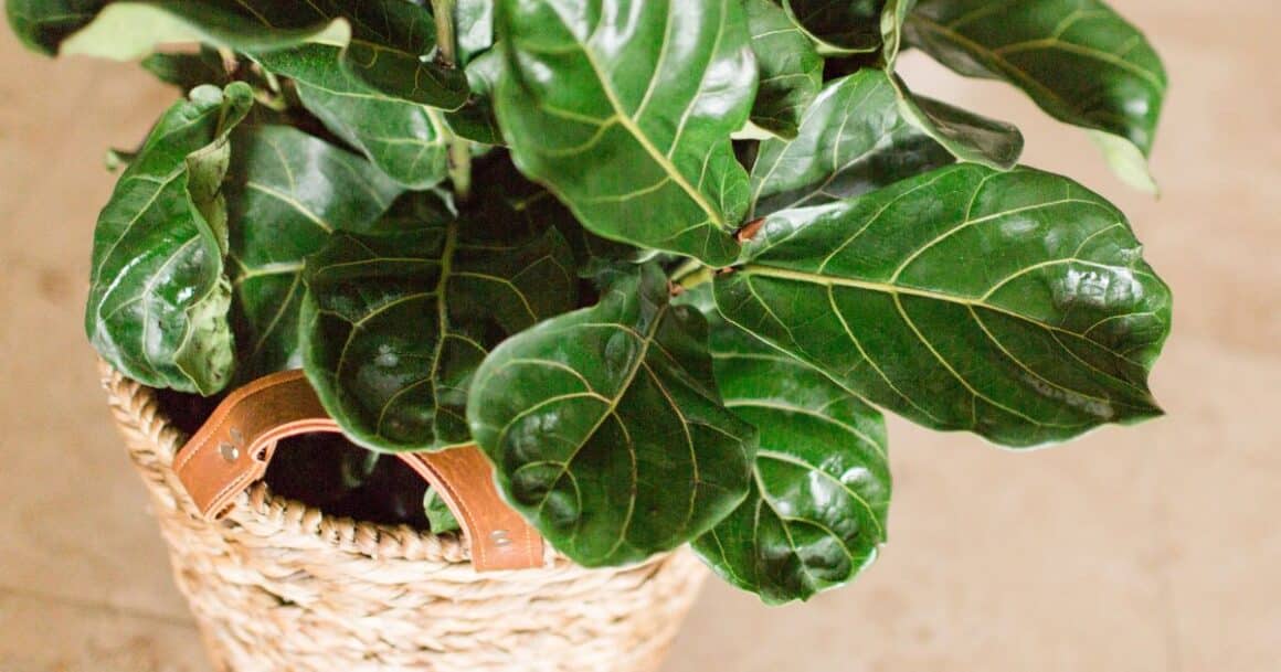 Dwarf Fiddle leaf fig 