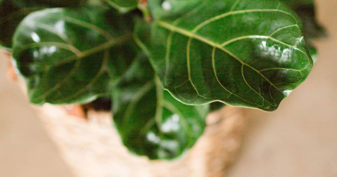 Dwarf Fiddle leaf fig 1