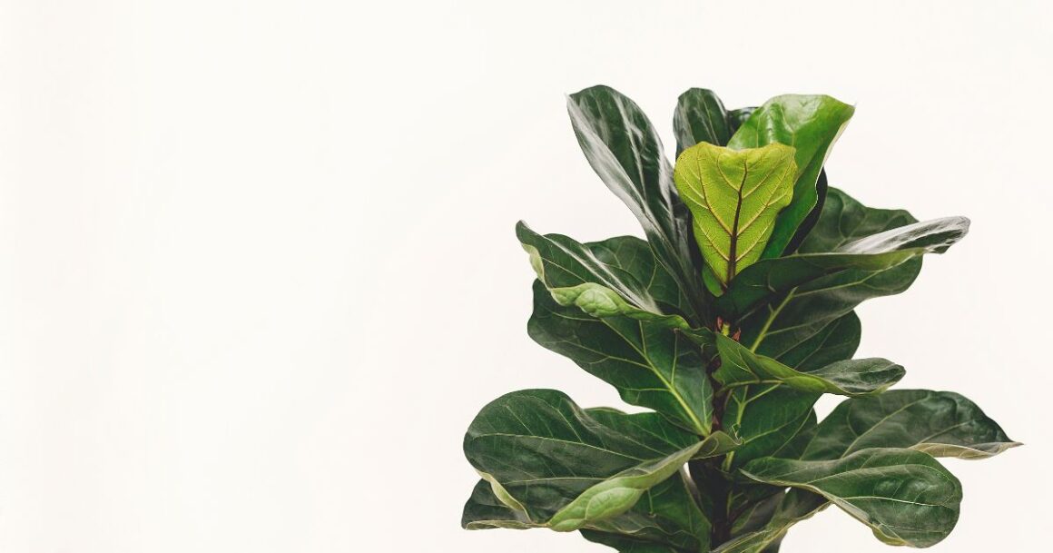 how to take care of a dwarf fiddle fig plant