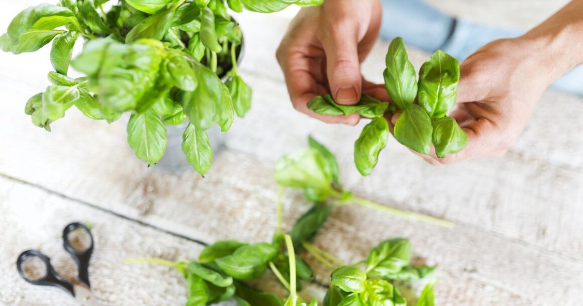 how to harvest and store basil