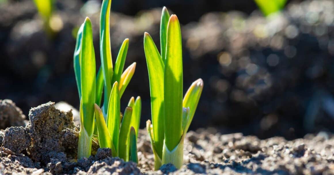 how to grow garlic in arizona