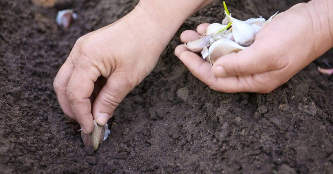 how to grow garlic in arizona 12