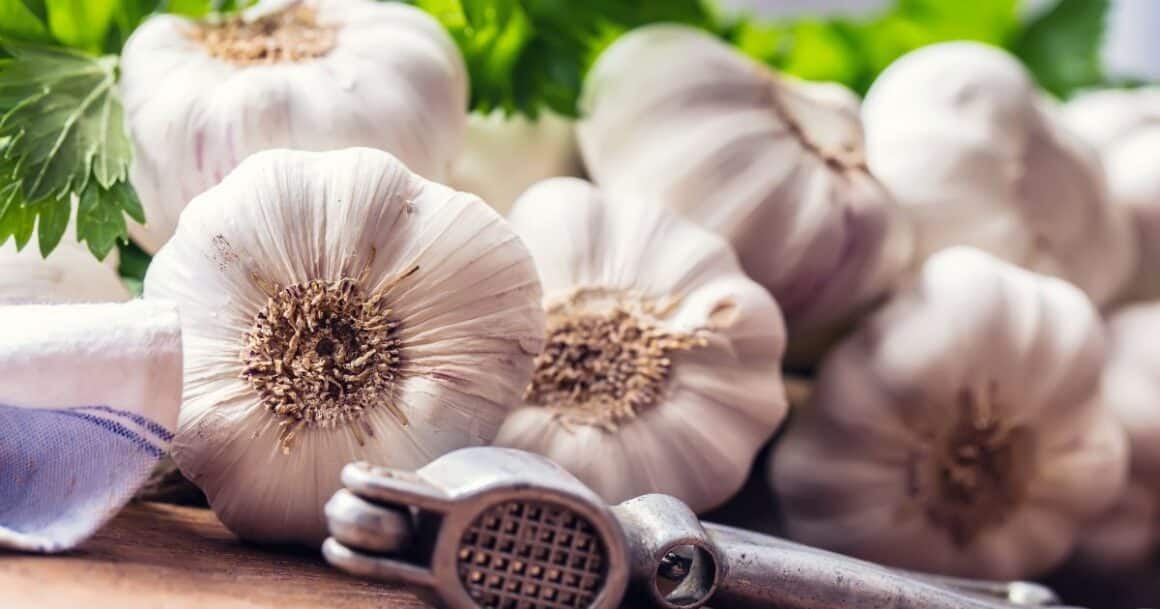 growing garlic in arizona is easy