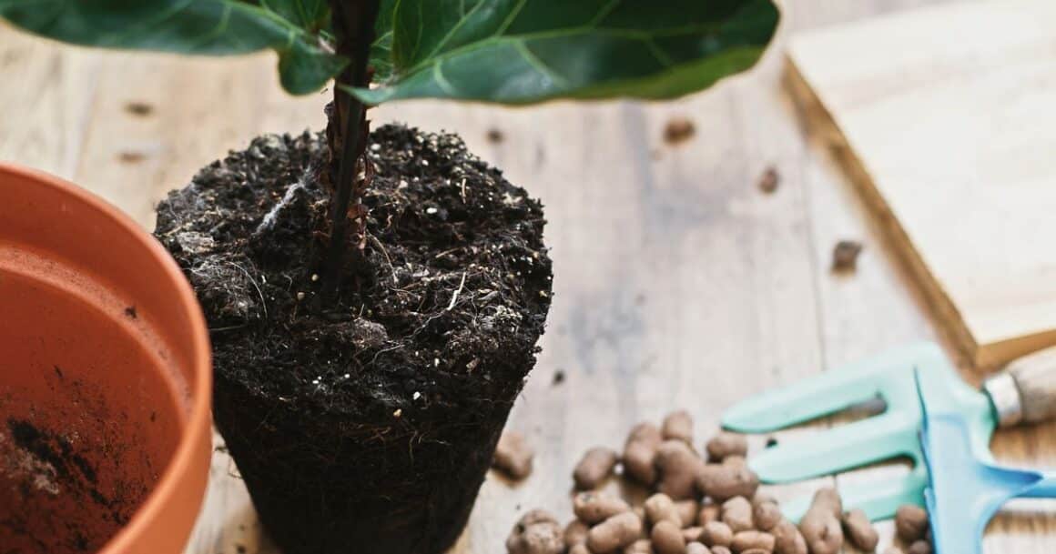 how to repot a fiddle leaf fig tree: repotting a fiddle leaf fig