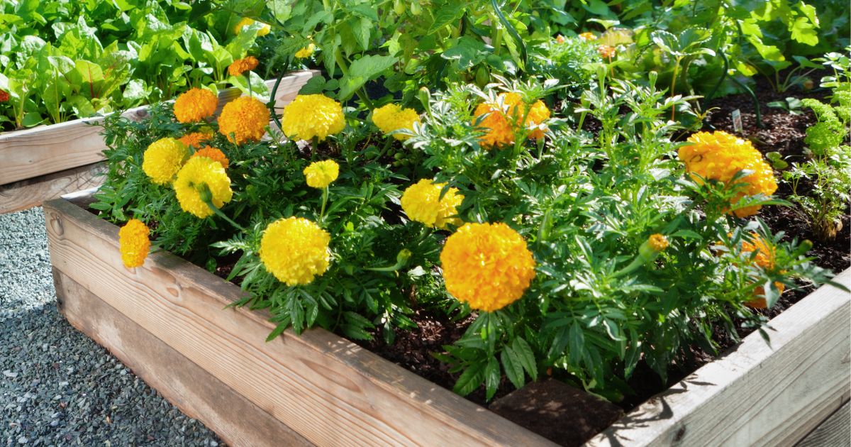 Rock a Raised Bed Garden Arizona Style! (In 6 Easy Steps)