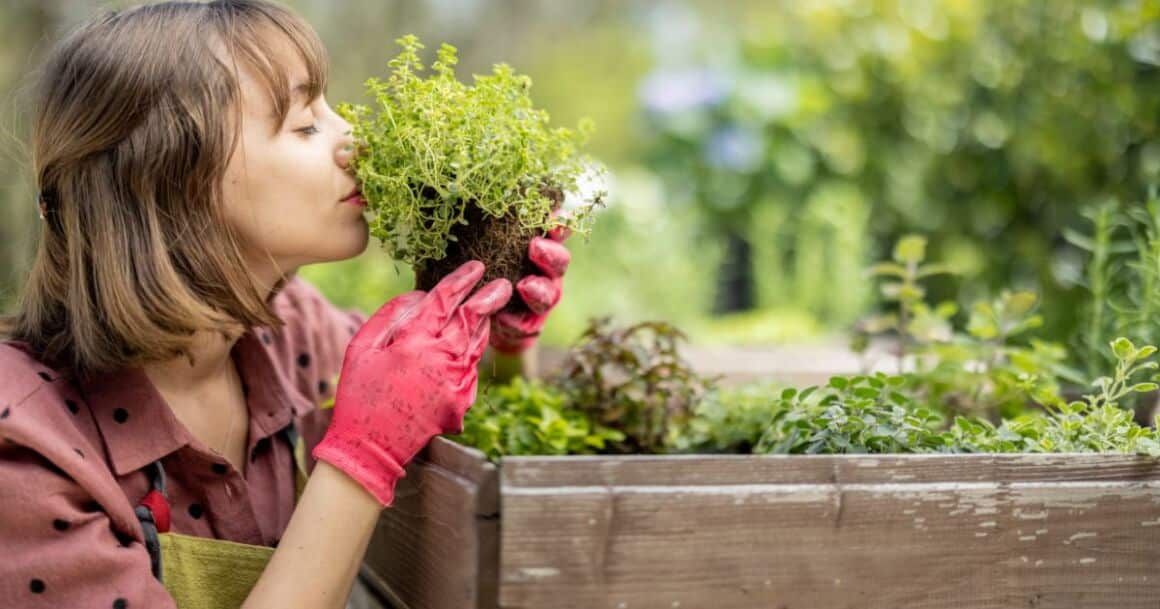 growing herbs in arizona