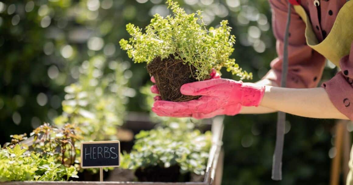 growing herbs in phoenix, arizona