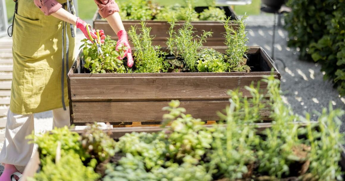 growing herbs in arizona