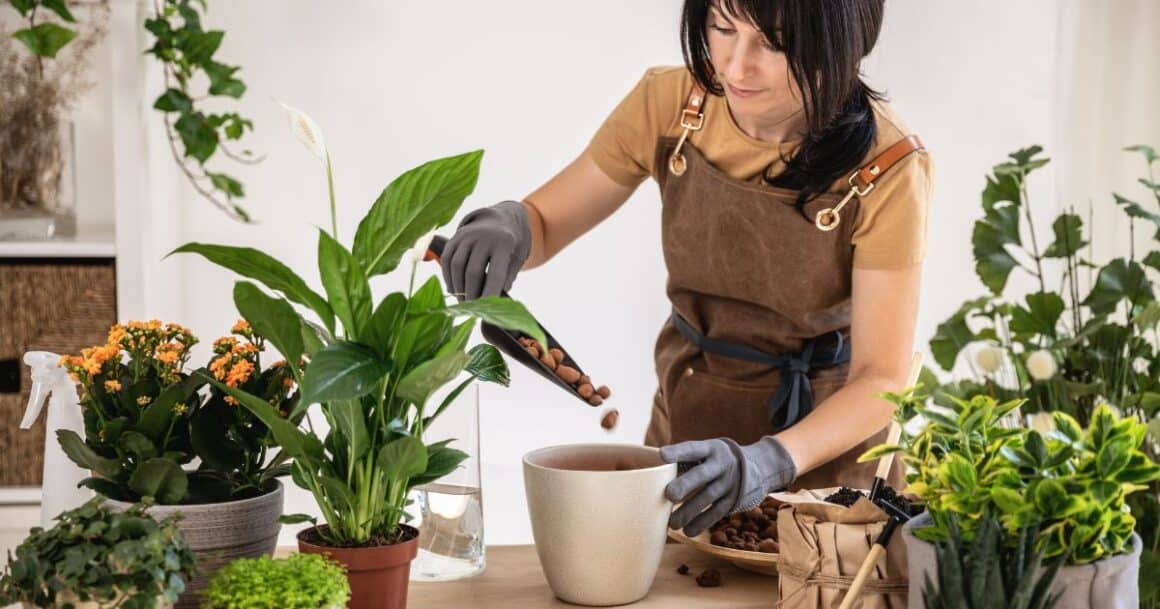 using LECA clay pebbles in houseplants