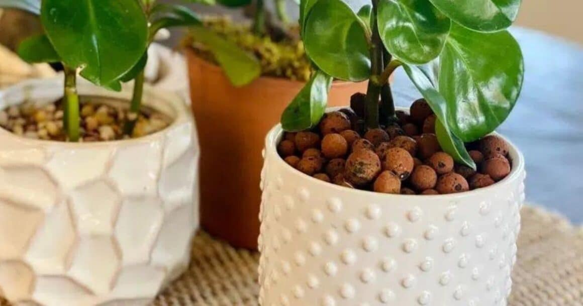 how to use clay pebbles in houseplants