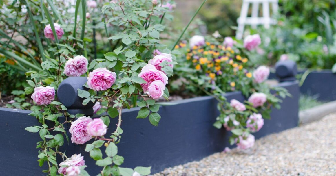 planting roses in arizona in a raised garden bed