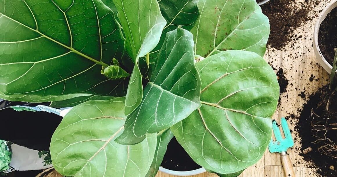 how to transplant a fiddle leaf fig plant