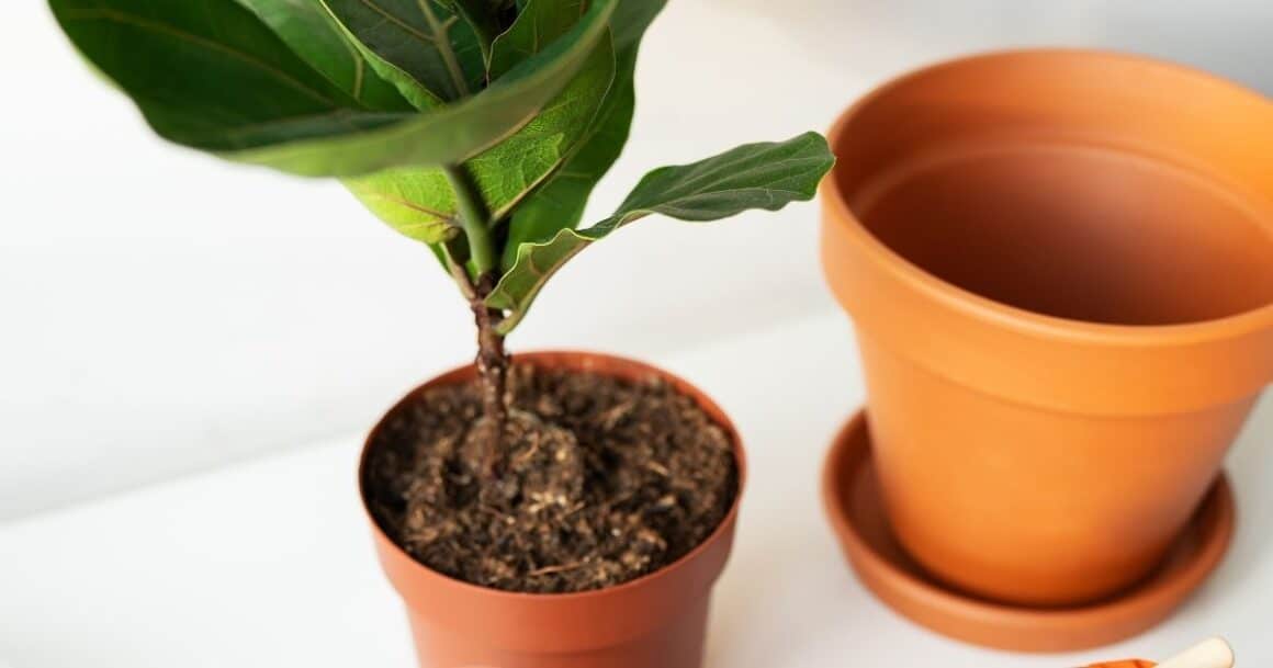 repotting a fiddle leaf fig