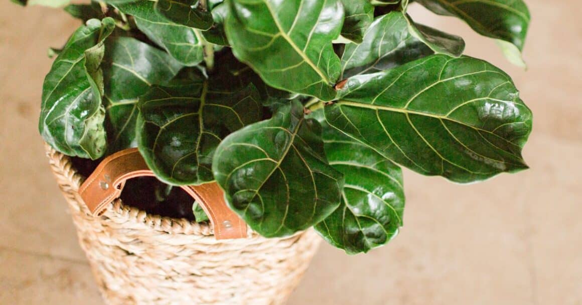 repotting a fiddle leaf fig plant
