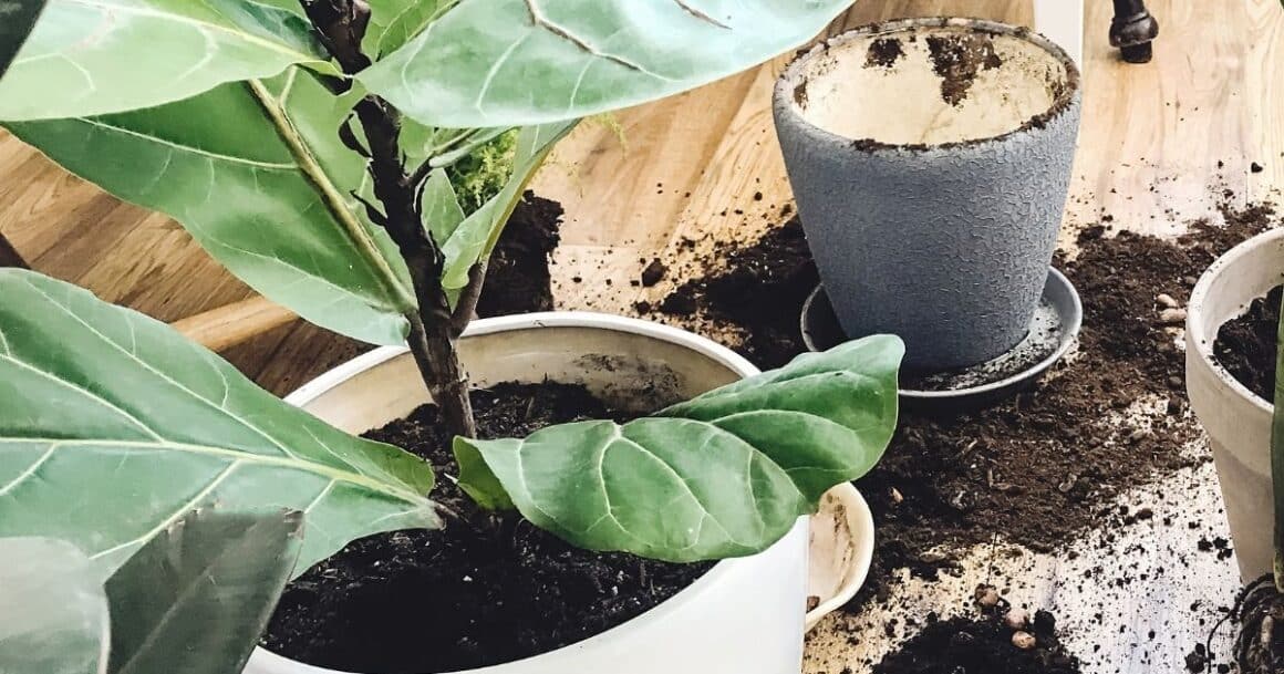 repotting a fiddle leaf plant