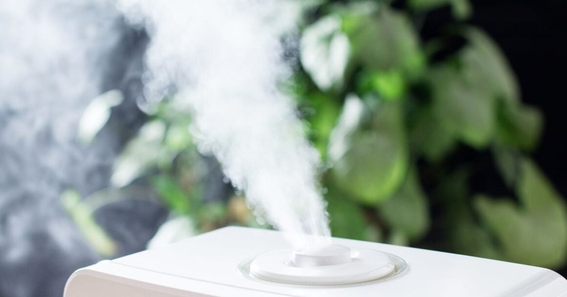 humidity for dwarf fiddle figs