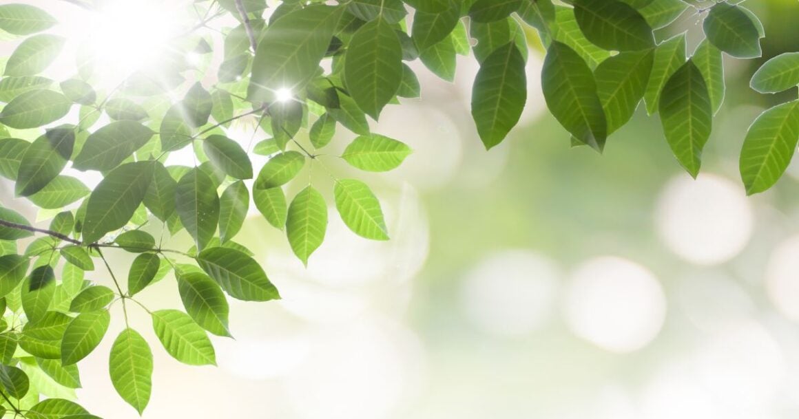 peace quotes about nature